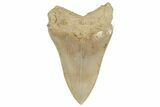 Serrated, Lower Megalodon Tooth - West Java, Indonesia #204842-1
